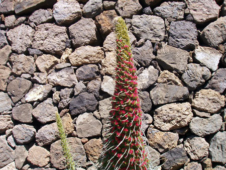 Tajinaste in der Cañadas