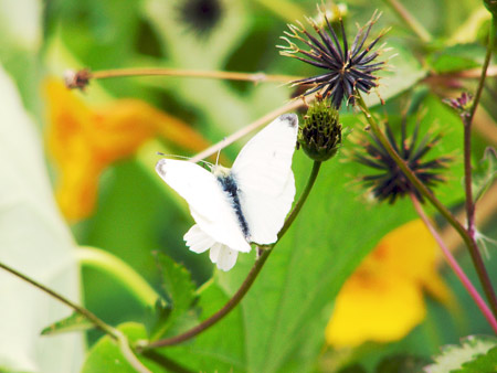 Schmetterling Teneriffa, Kanaren