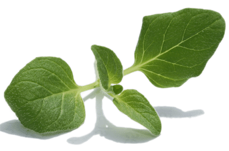Oregano