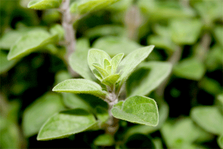 Oregano