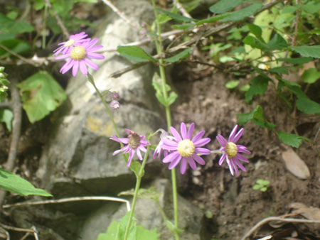 Auf dem Weg nach Cruz del Carmen blühen jede Menge Blumen und Sträucher