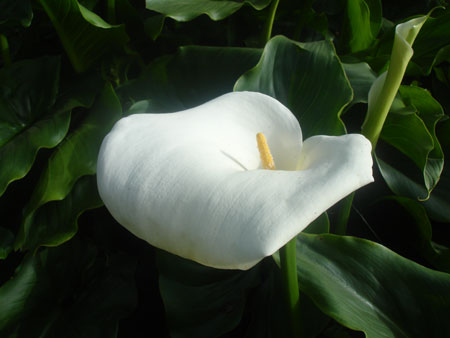Calla Lilien wachsen wild auf dem Wegrand!
