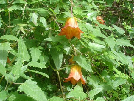 Kanarische Glockenblume