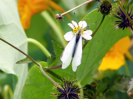 Schmetterling an Blume auf Teneriffa