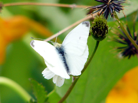 Schmetterlinge auf Teneriffa
