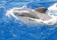 Delfin Teneriffa