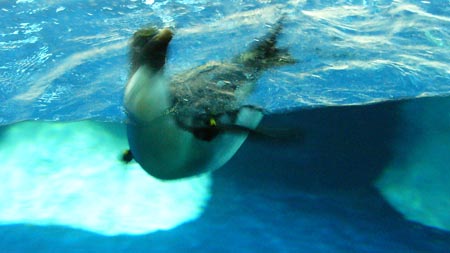 Pinguinarium