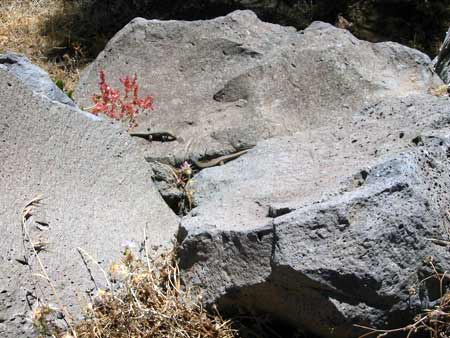 Steine Leguan Pflanzen