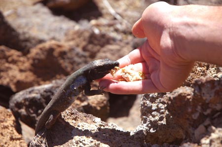 Eidechse auf Teneriffa