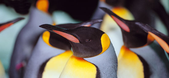 Pinguin im Loro Parque auf Teneriffa