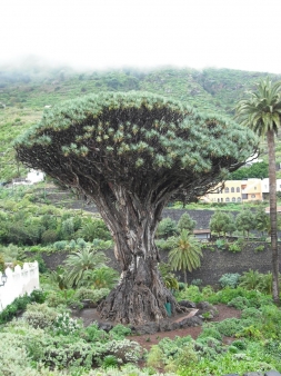 El Drago milenario El Drago Milenario