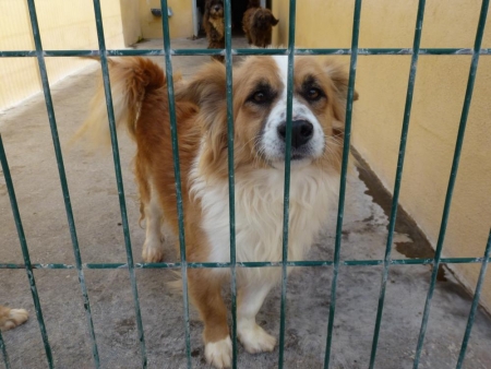 Hunde von Teneriffa mitnehmen